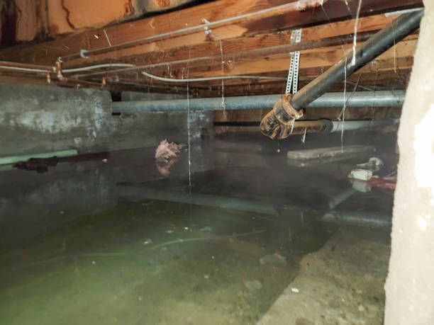 Best Carpet water damage restoration  in Clintonville, WI